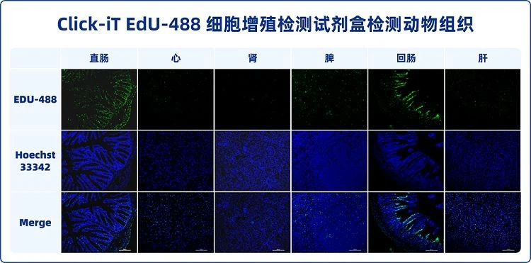 1644628098332369516(001)