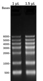 1666167656875202470001