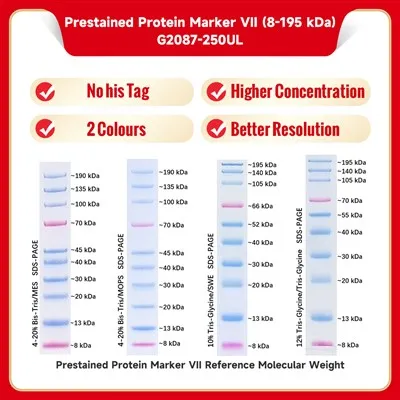 محدد البروتين المثبت Ⅶ (8-195 كيلو دالتون)